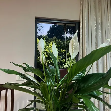 Apartment Didis *